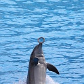 Marineland - Dauphins - 052